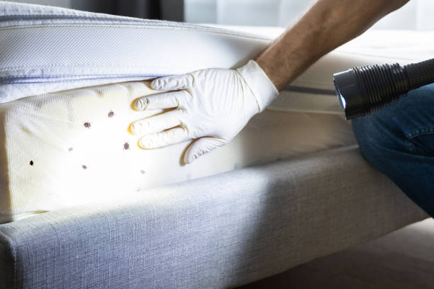 Best Termite Control Services  in Verona Walk, FL