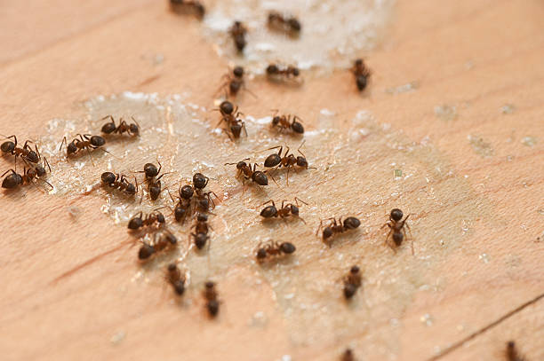 Best Best Pest Control Companies  in Verona Walk, FL