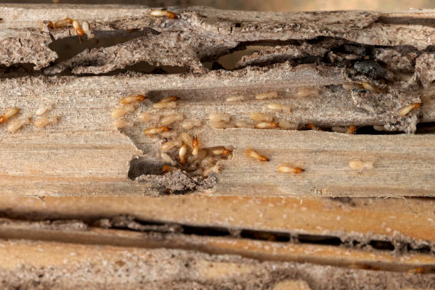 Best Ant Control Services  in Verona Walk, FL
